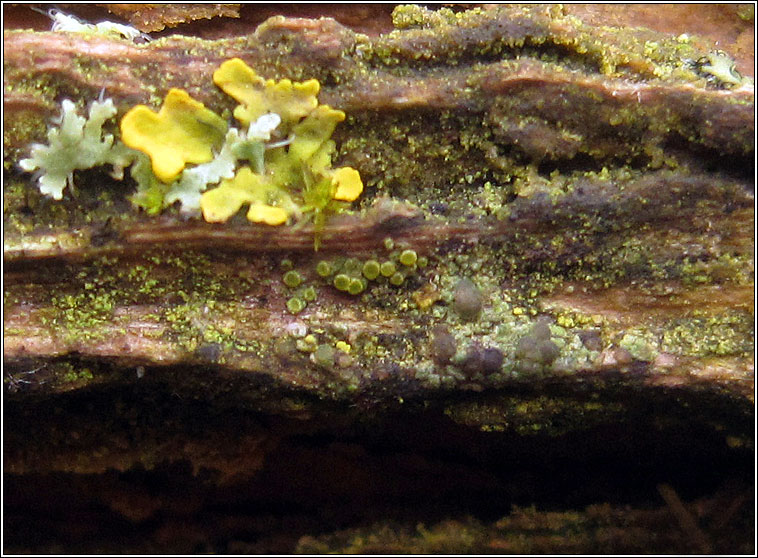 Caloplaca cerinella