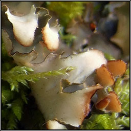 Peltigera hymenina