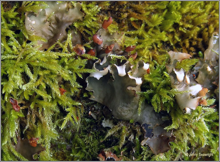 Peltigera hymenina