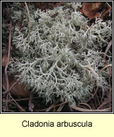 Cladonia arbuscula