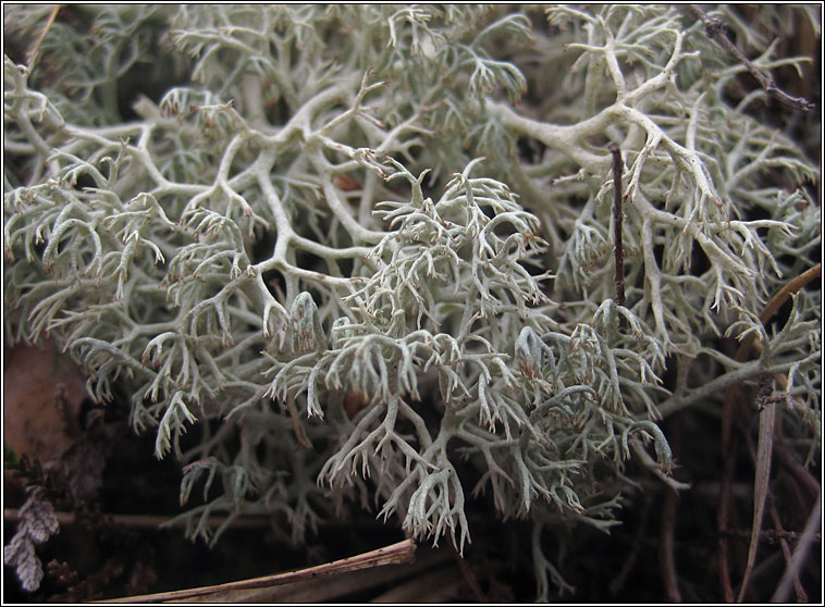 Cladonia arbuscula