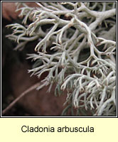 Cladonia arbuscula