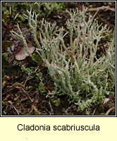 Cladonia scabriuscula