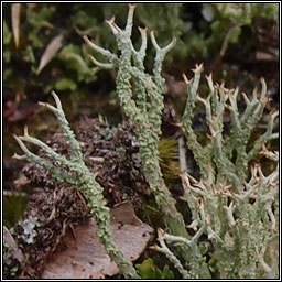 Cladonia scabriuscula