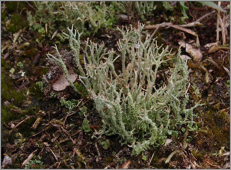 Cladonia scabriuscula