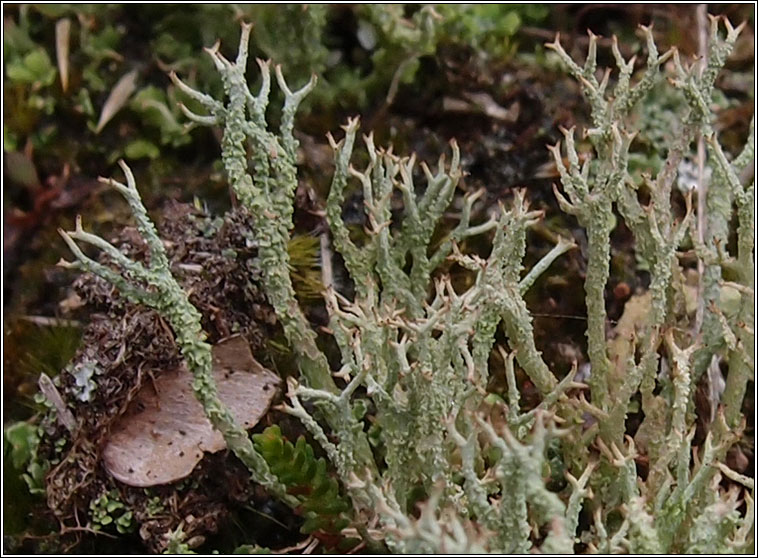 Cladonia scabriuscula