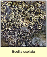 Buellia ocellata