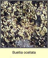 Buellia ocellata