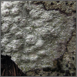 Pertusaria leioplaca