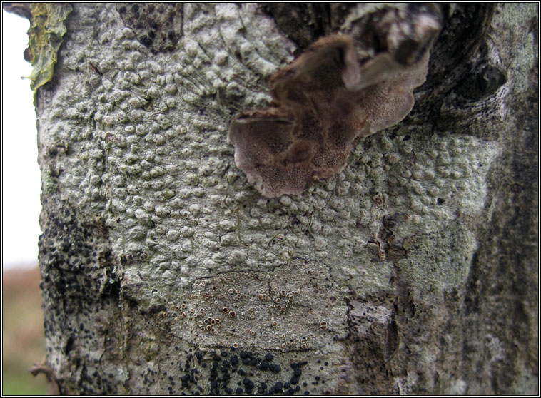 Pertusaria leioplaca