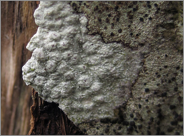 Pertusaria leioplaca