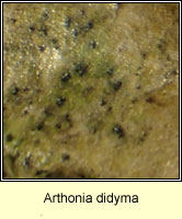 Arthonia didyma