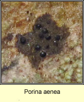 Porina aenea