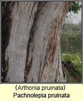 Pachnolepia pruinata (Arthonia pruinata)