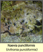Arthonia punctiformis