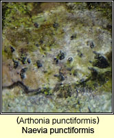 Naevia punctiformis (Arthonia punctiformis)