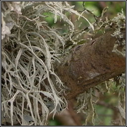 Ramalina farinacea