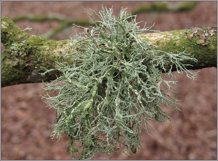 Ramalina farinacea