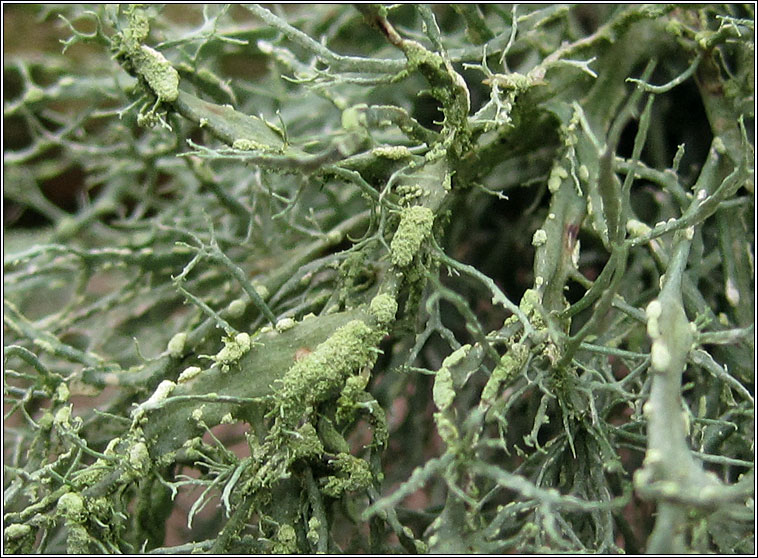 Ramalina farinacea