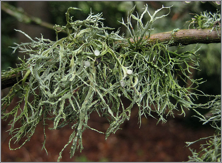Ramalina farinacea