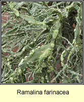 Ramalina farinacea