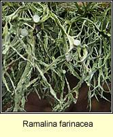 Ramalina farinacea