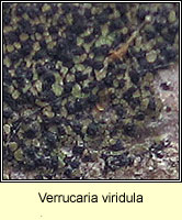 Verrucaria viridula