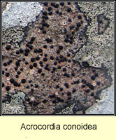 Acrocordia conoidea