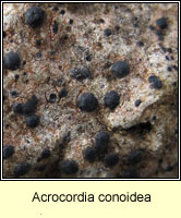 Acrocordia conoidea