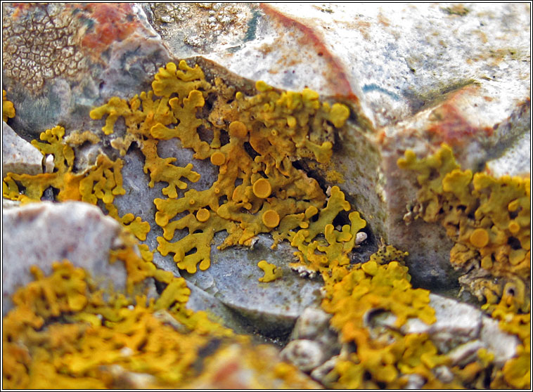 Xanthoria aureola