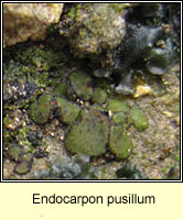 Endocarpon pusillum