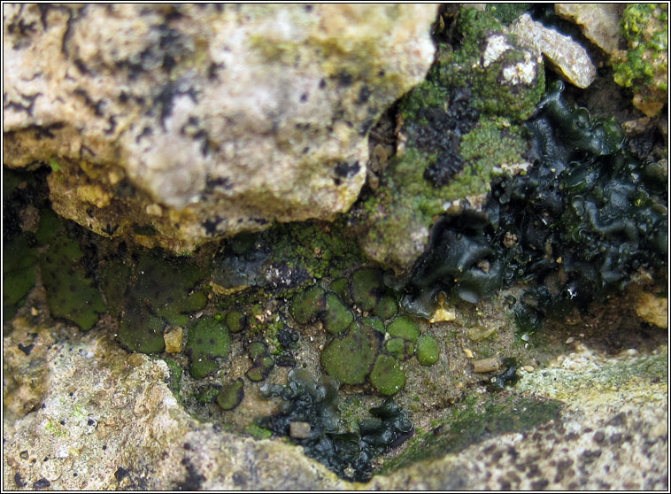Endocarpon pusillum