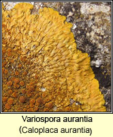 Caloplaca aurantia