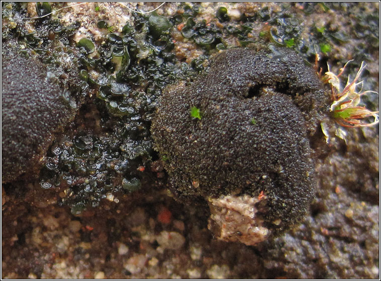 Leptogium teretiusculum