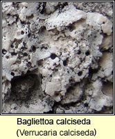 Bagliettoa calciseda