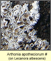 Arthonia apotheciorum