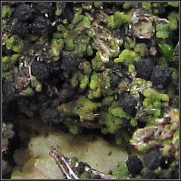 Agonimia tristicula