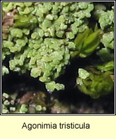 Agonimia tristicula