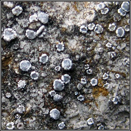 Lecanora crenulata