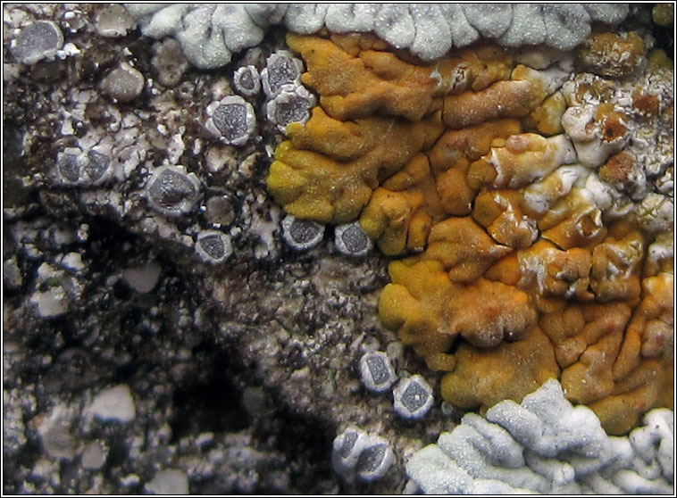 Lecanora crenulata