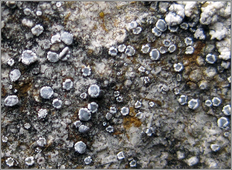 Lecanora crenulata