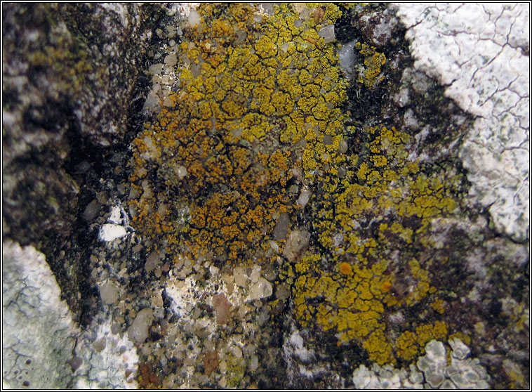 Caloplaca dichroa