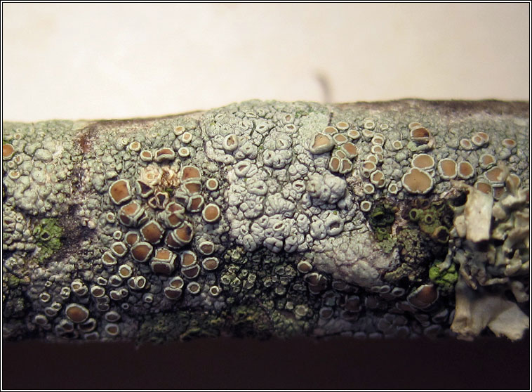 Lecanora