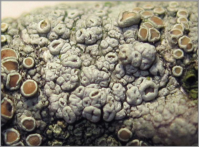 Lecanora