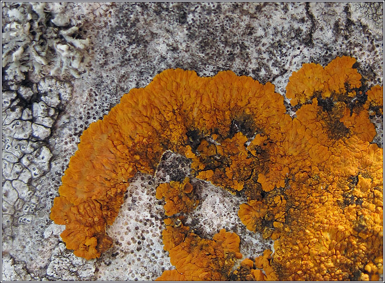 Caloplaca aurantia