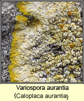 Variospora aurantia (Caloplaca aurantia)