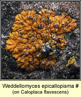 Weddellomyces epicallopisma