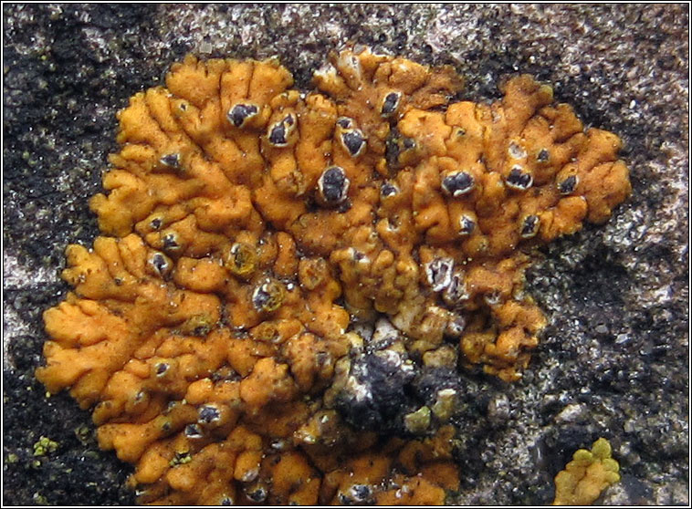 Weddellomyces epicallopisma