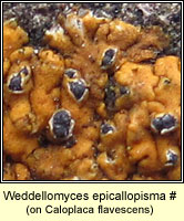 Weddellomyces epicallopisma