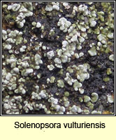 Solenospora vulturiensis